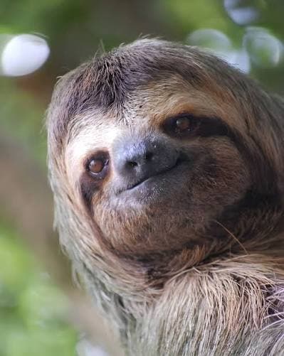 Cash Sloth smiling, unbothered by the chart